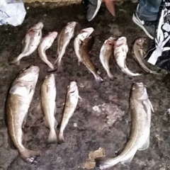 Rum is not mah lovah