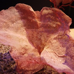 Daniel Dat Fancy Frosch