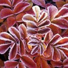 Jacquline Provost Rivon