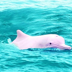 White Dolphins