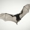 BAT