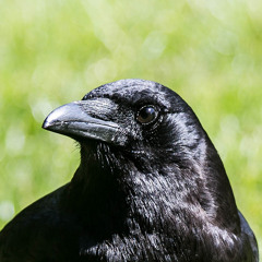 CrowZone Radio