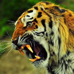 ahmadreza shahahmadi