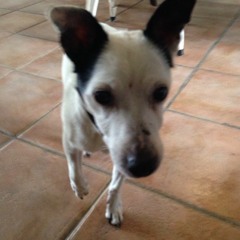 Lauwrence Brummelink