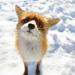 HyperActiveFox