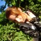 famous_der