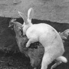 Cock&Rabbit