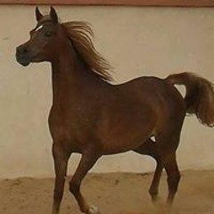 Ahmed Saad El Sodany