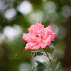 Heba Haseeb El Raie