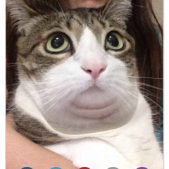 C'est la vie mon amour