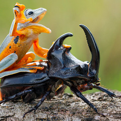 Aqua Teen Hunger Force - Season 9 Theme Song Ringtone