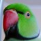 Birdnerd
