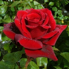 El Gozo   David Y Abraham