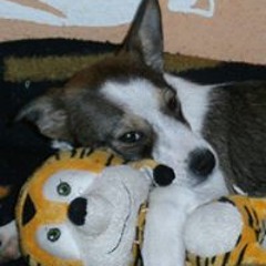 schafermaria30@gmail.com