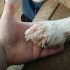 Debbie Mancini Lawrence