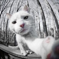 Alice.D