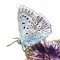 Chalkhill Blue