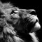 jo_lion_heart
