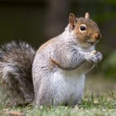 CocaineSquirrel