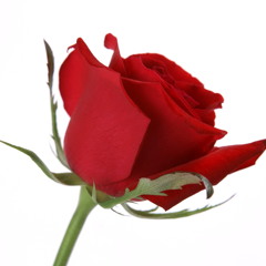 زه كــــه ریا - گووڵه گه نمه کۆچه ریه که