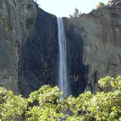 cameliadescampscamelia