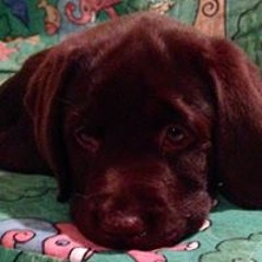 Michele Corcoran Ziegler