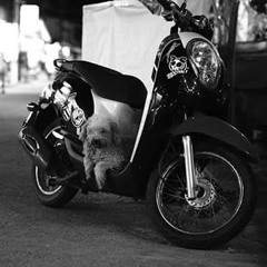 rondeauchiararondeau