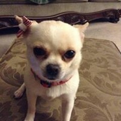 Stream G Dog Music Listen To Songs Albums Playlists For Free On Soundcloud