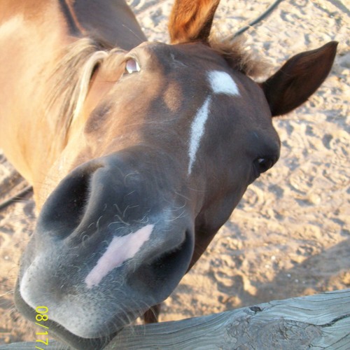 horse_js-603965141122588700