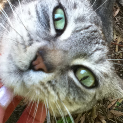 Stream Casey Cat music | Listen to songs, albums, playlists for free on ...