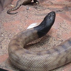 python animalia