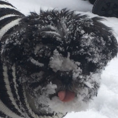 Snowface