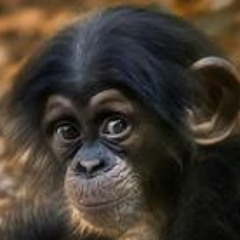 Tuấn Anh Trần Đặng