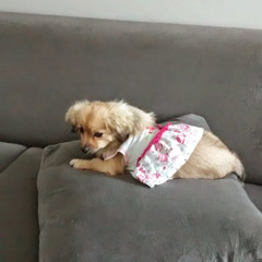 gislene lima ferreira