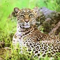 Persephone Basilissa