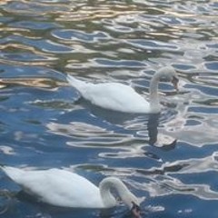 Glawdys Des Iles