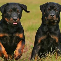 UNIÃO DOS CACHORROS