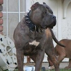 Peterson Kingdom Damarris