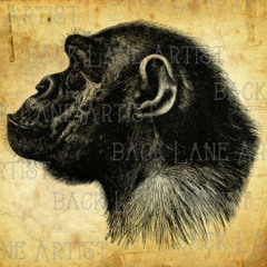 Brazz Monkey