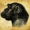 Brazz Monkey