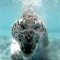 tigershark74
