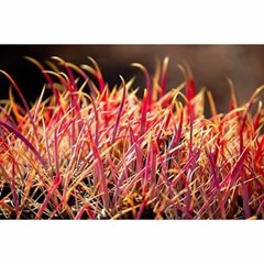 vanschaikbrentvanschaik