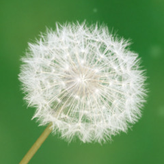 Par l'Âm(e)usique je suis