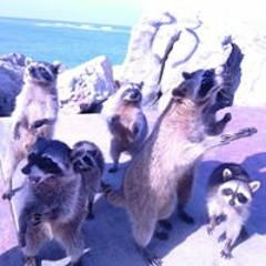 Gema Skarchatl Compean