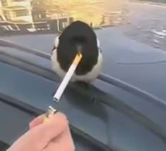 BSS