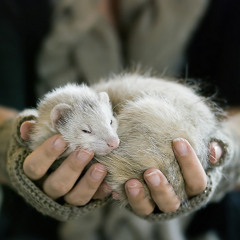 ChaoticFerret