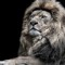 TheFinnslerLion