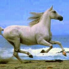 نادر  خضر @#@