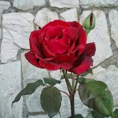 user323159716