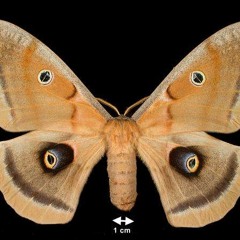 MothWing